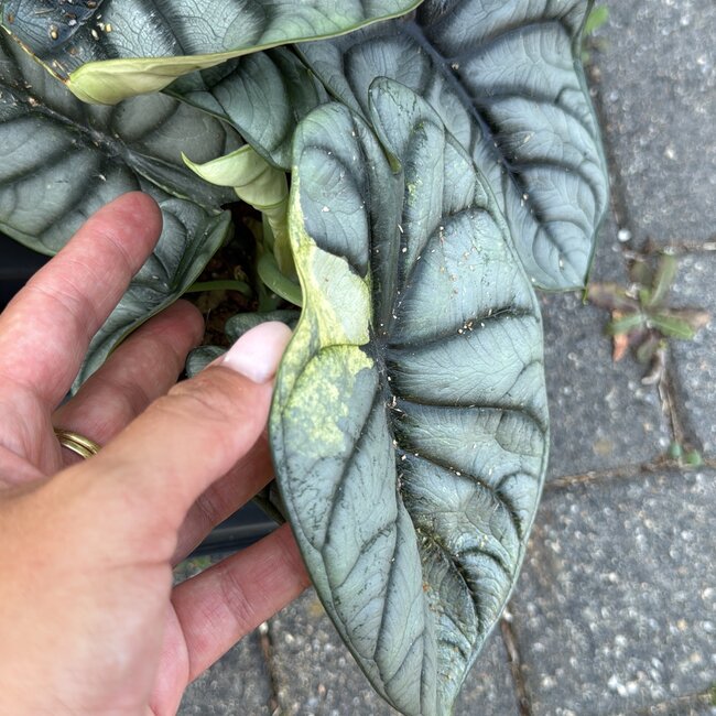 Silver Dragon Variegata Ø15