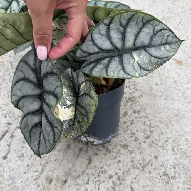 Silver Dragon Variegata Ø15