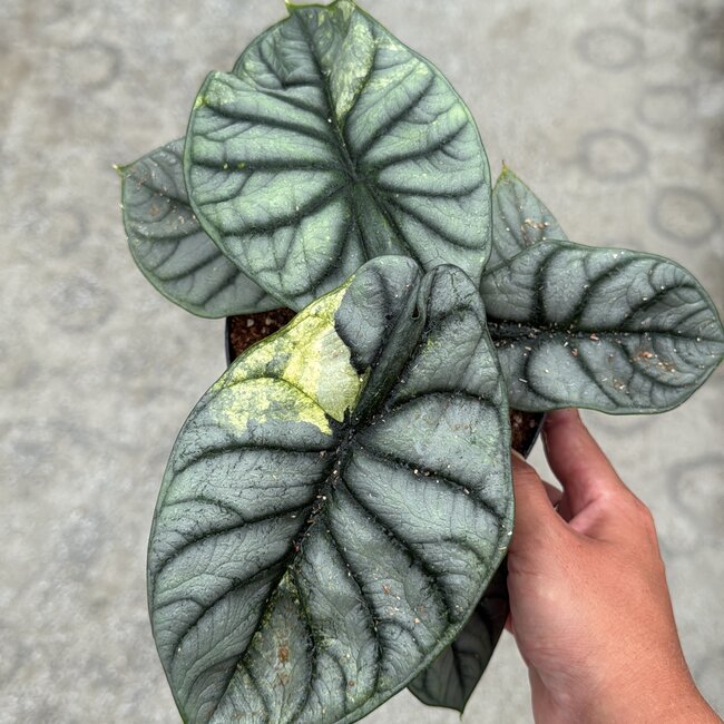 Silver Dragon Variegata Ø15