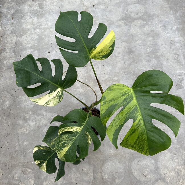 Deliciosa Aurea Variegated Ø19