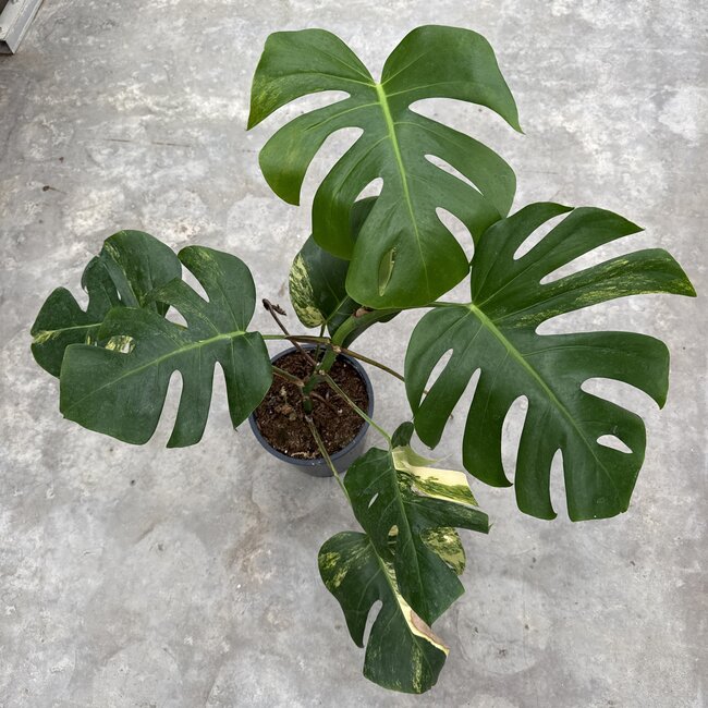 Deliciosa Aurea Variegated Ø19