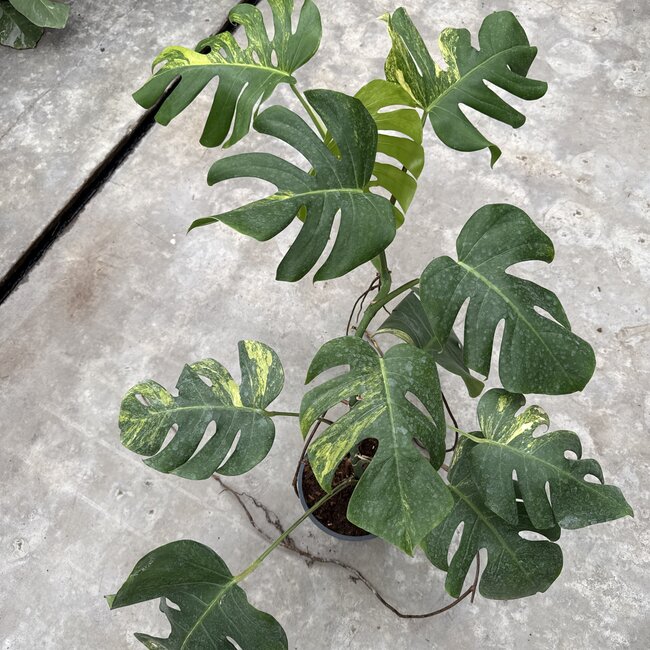 Deliciosa Aurea Variegated Ø19