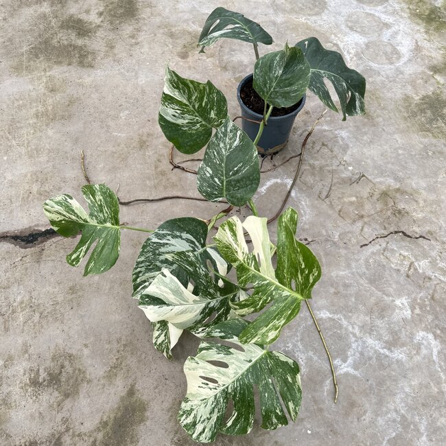 Albo Deliciosa Variegata Ø19