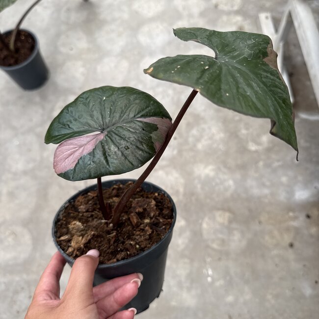 Serendipity Variegata ø15