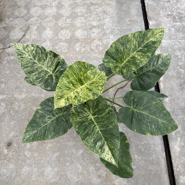 Giganteum Blizzard Variegata Ø19