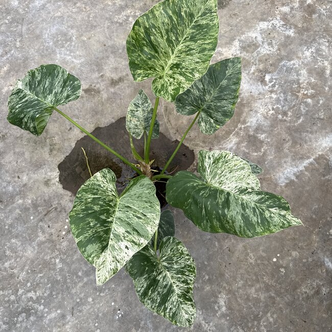 Giganteum Blizzard Variegata Ø19