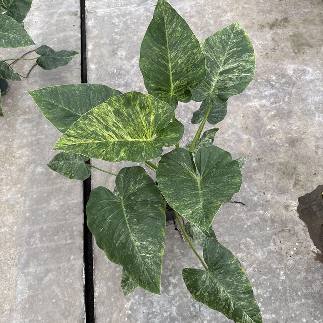 Giganteum Blizzard Variegata Ø19