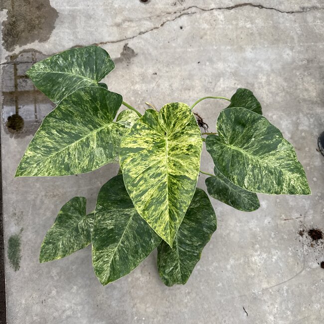 Giganteum Blizzard Variegata Ø19