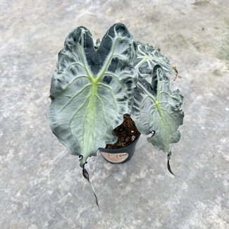 Alocasia Venom Ø15