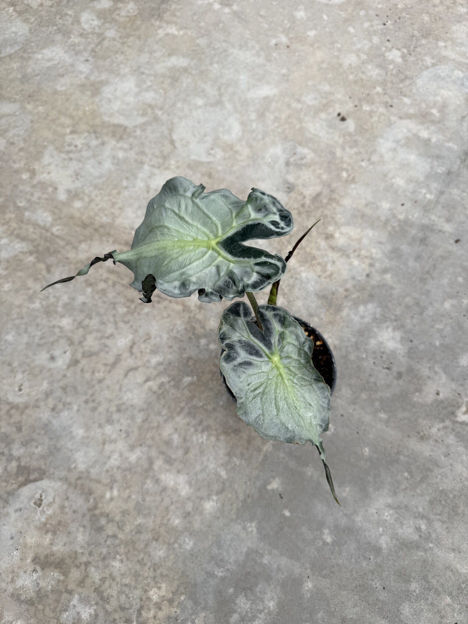 Alocasia Venom Ø15 | Limited Leaves - Limited Leaves