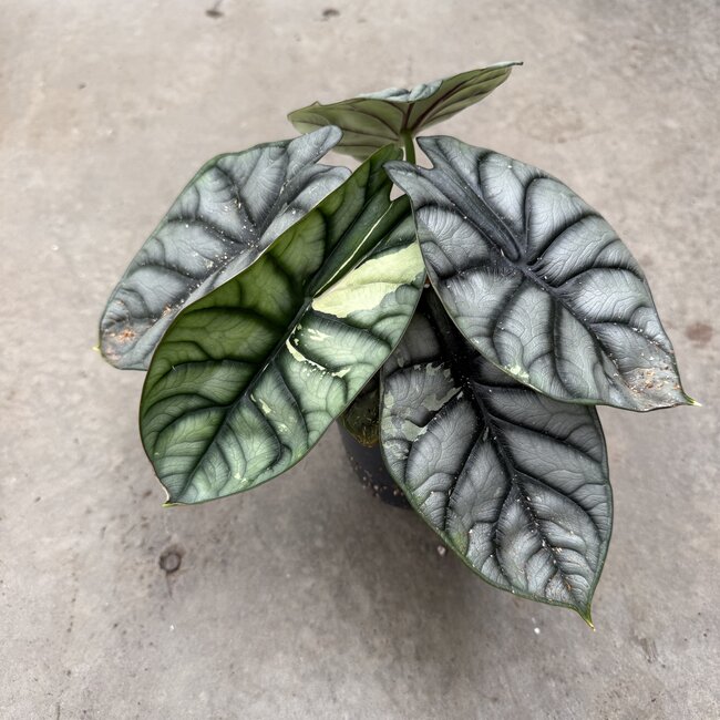 Silver Dragon Variegata Ø15