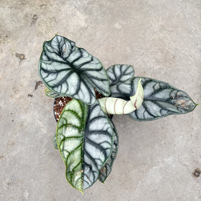 Silver Dragon Variegata Ø15
