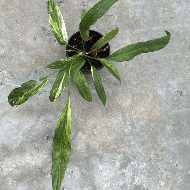 Vittarifolium Variegated Ø15