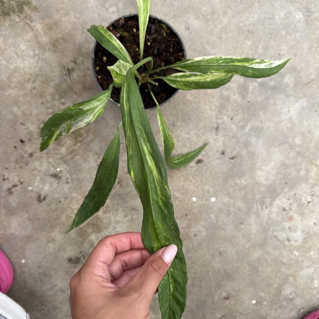 Vittarifolium Variegated Ø15