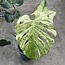 Monstera White Monster Ø19