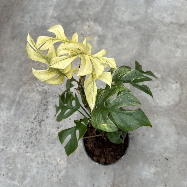 Tetrasperma (Ginny) White Monster Ø15