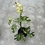 Tetrasperma (Ginny) White Monster Ø15