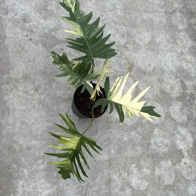 Florida Beauty x Tortum Ø15