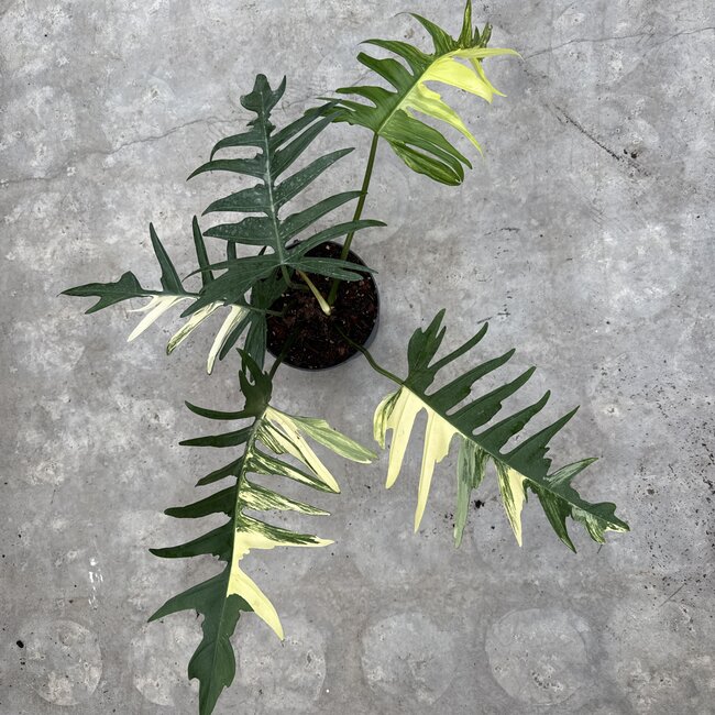 Florida Beauty x Tortum Ø15