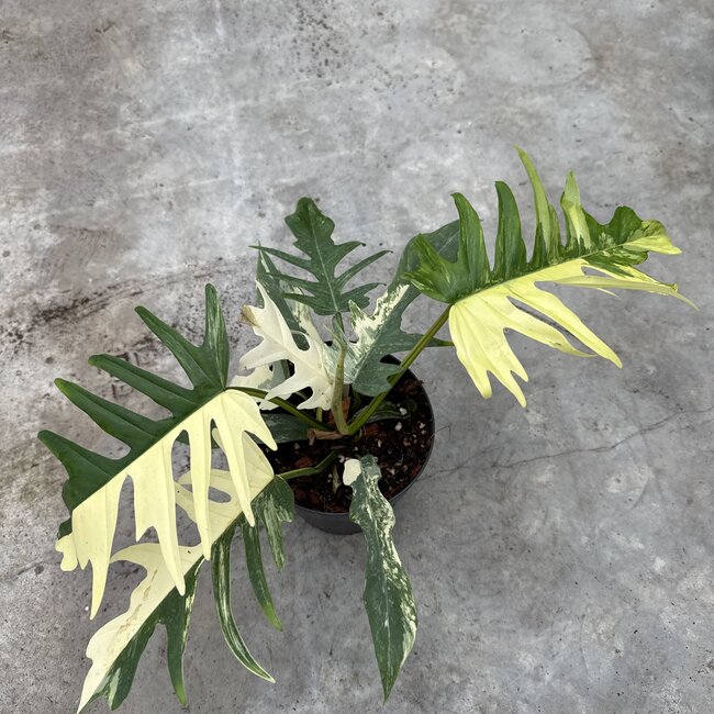 Florida Beauty x Tortum Ø15