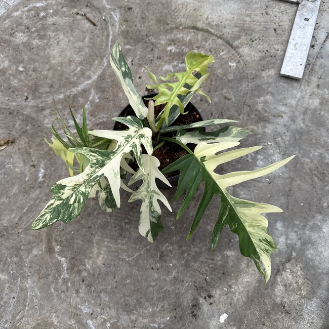 Florida Beauty x Tortum Ø15