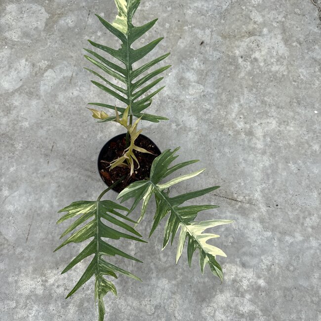 Florida Beauty x Tortum Ø15