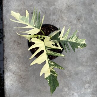 Philodendron Florida Beauty x Tortum Ø15