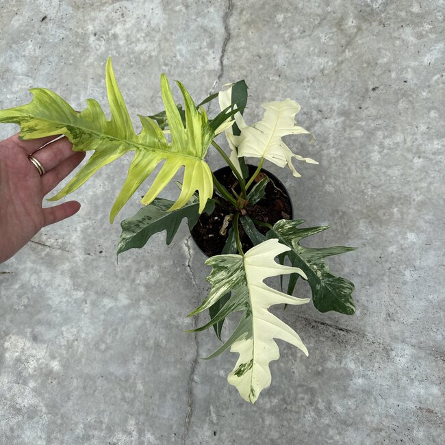 Florida Beauty x Tortum Ø15