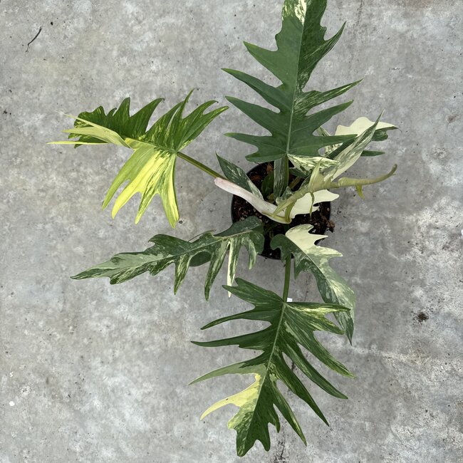 Florida Beauty x Tortum Ø15