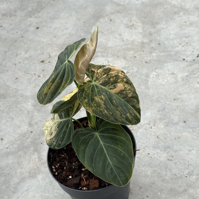 Melanochrysum Orange Bonfire ø15