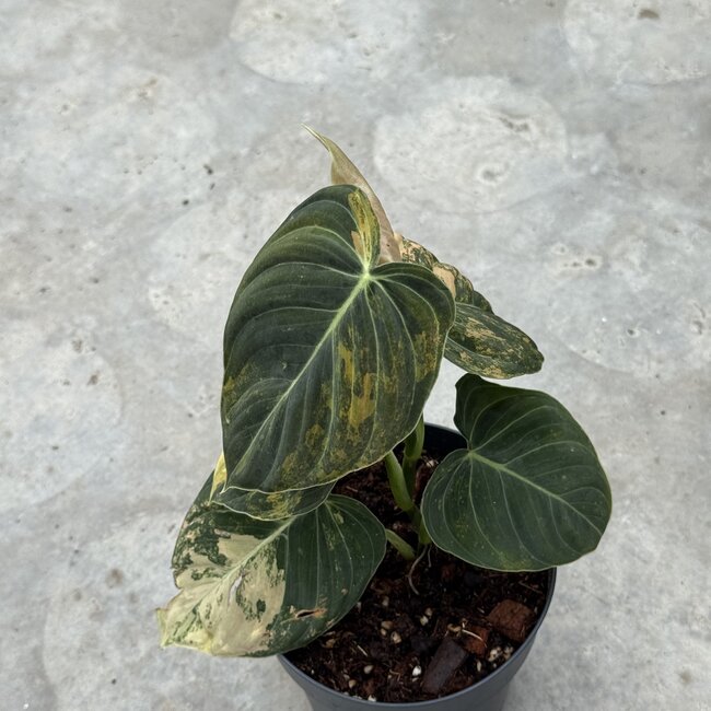 Melanochrysum Orange Bonfire ø15