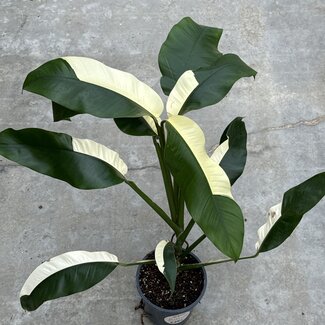 Epipremnum Giganteum Albo White Pearl Ø19