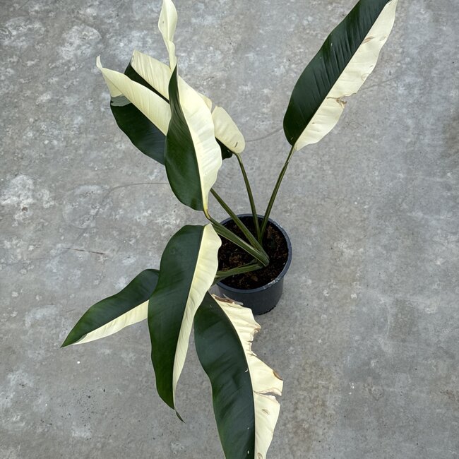 Giganteum Albo White Pearl Ø19