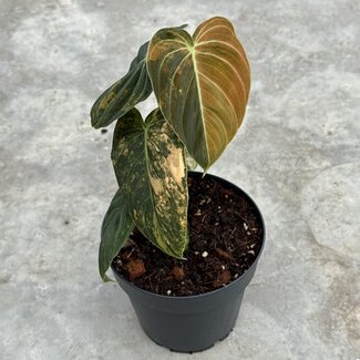 Philodendron Melanochrysum Orange Bonfire ø15