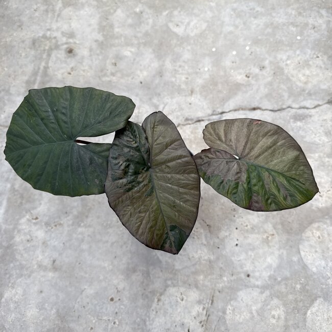 Serendipity Variegata ø15