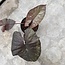 Serendipity Variegata ø15