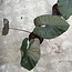 Serendipity Variegata ø15
