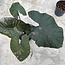 Serendipity Variegata ø15