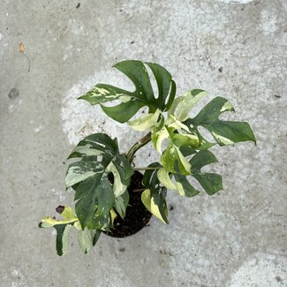 Raphidophora Tetrasperma (Ginny) Albo Variegata Ø15