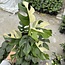 Tetrasperma (Ginny) Albo Variegata Ø15