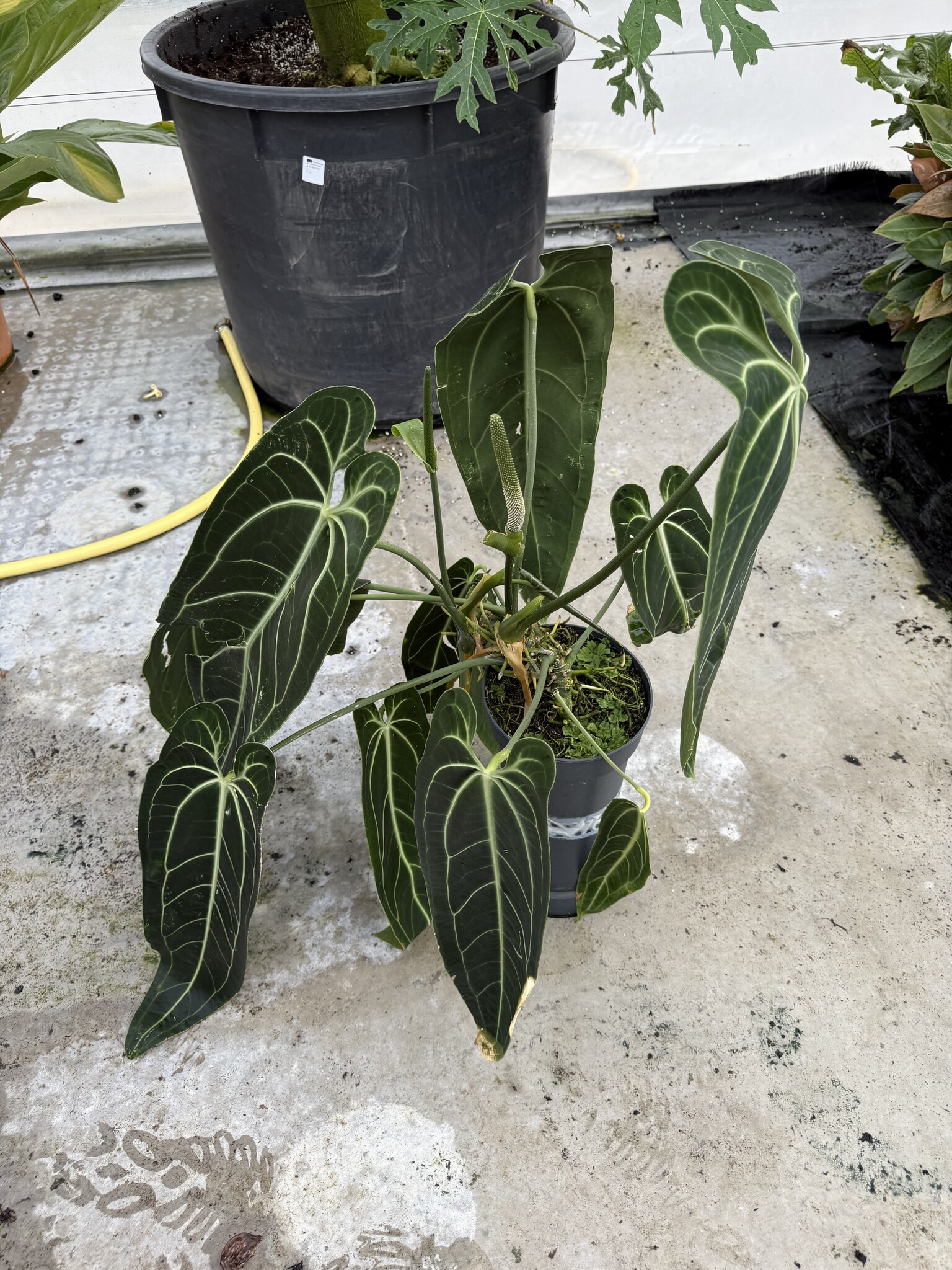 Anthurium warocqueanum 157 warocqueanum ワロクアナム アンスリウム