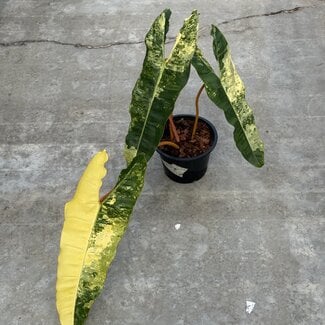 Philodendron Billietiae Variegata Ø19