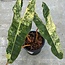 Billietiae Variegata Ø19