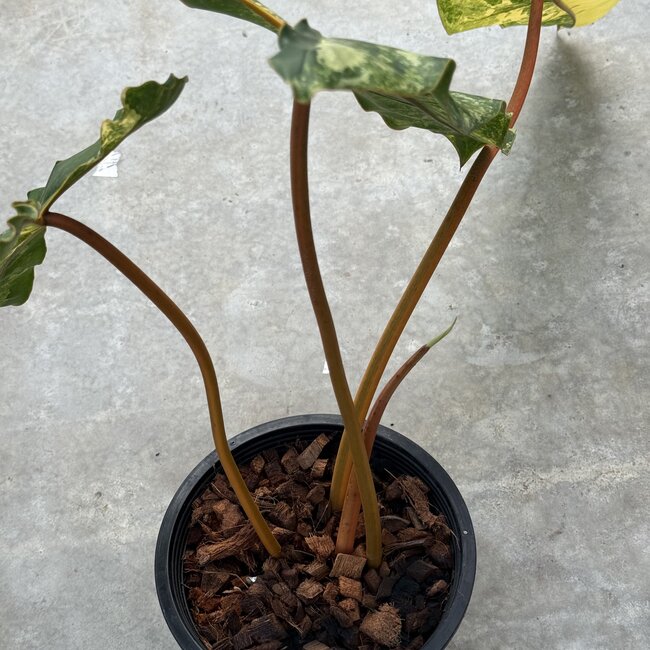 Billietiae Variegata Ø19