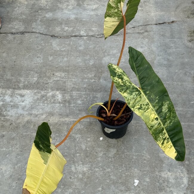 Billietiae Variegata Ø19