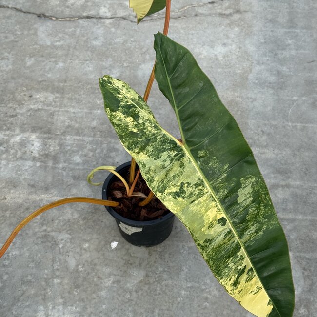 Billietiae Variegata Ø19