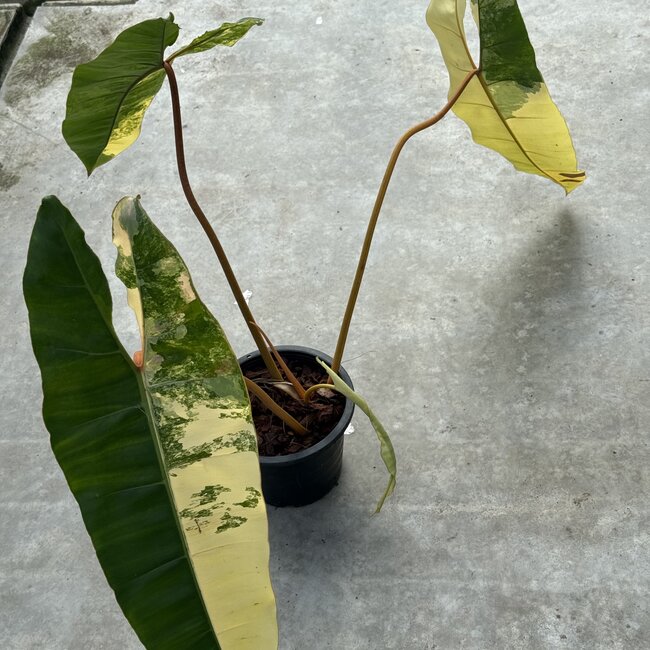 Billietiae Variegata Ø19