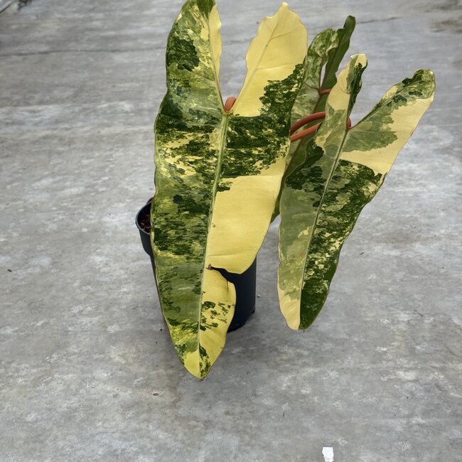 Billietiae Variegata Ø19