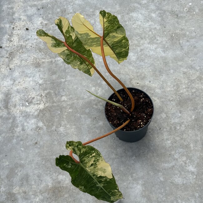 Billietiae Variegata Ø19