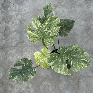 Monstera Legacy Ø14